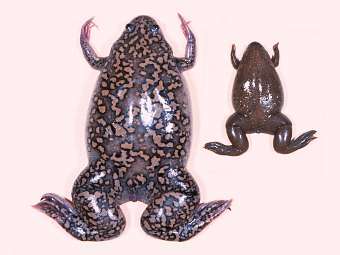 ������� X. tropicalis (������) � X. laevis. ���� � ����� ncbi.nlm.nih.gov