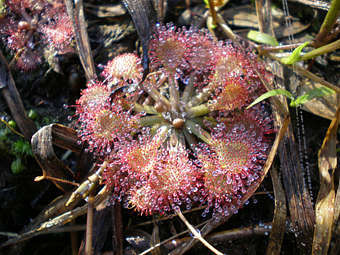 ������� Drosera capillaris. ���� � ����� shell.cas.usf.edu