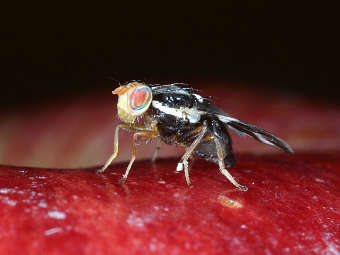 ���� Rhagoletis pomonella. ���� � ����� ucdavis.edu