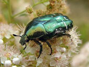 ��������� ����������  (Cetonia aurata). ���� ������������ Chrumps � ����� wikipedia.org