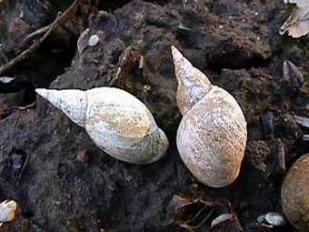 E����� Lymnaea stagnalis. ���� � ����� fcps.edu