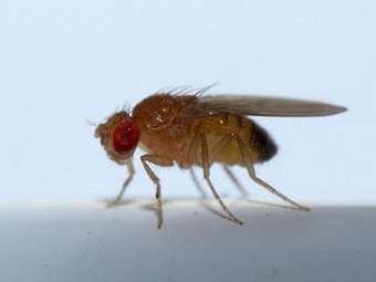 ���� Drosophila melanogaster. ���� � ����� ncsu.edu