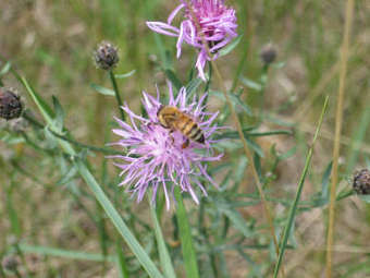 ����� Apis mellifera capensis. ���� � ����� uwlax.edu