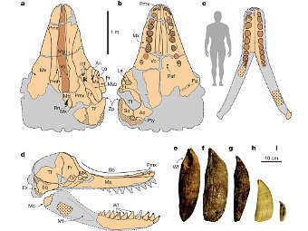 ��������� �������� Leviathan melvillei � ��� ����� � ��������. ����������� ������� ������������