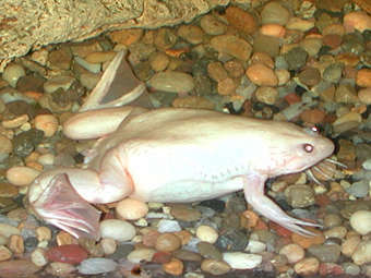 ������� Xenopus laevis, �� ���� ������� ��� ������� ��������� ����������� ������. ���� � ����� msu.edu