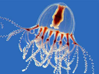 ������ Cladonema radiatum. ���� � ����� nas.er.usgs.gov