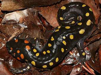 ���������� Ambystoma maculatum. ���� � ����� duke.edu