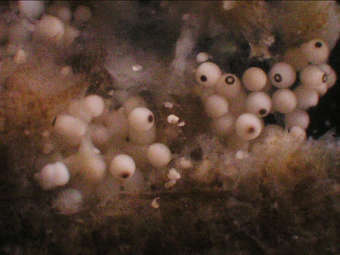 ����� Amphimedon queenslandica. ���� � ����� mbl.edu