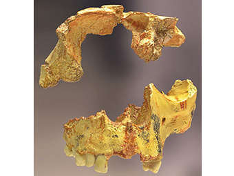 ����� ������ Homo antecessor. ����������� � ����� uh.edu