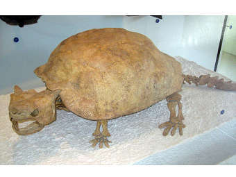 ������ ���������� ������� �������� Meiolania platyceps. ���� ������������ FunkMonk � ����� wikipedia.org