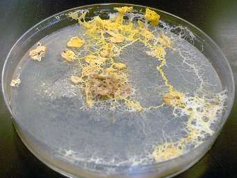 �������� Physarum polycephalum. ���� � ����� suny.edu