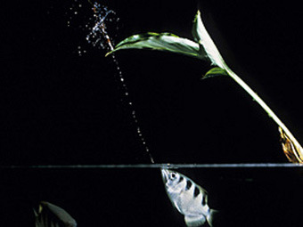 ���� Peter Arnold/ScienceNOW