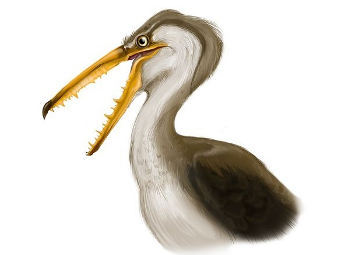 �������������� ������� ��� Pelagornis chilensis