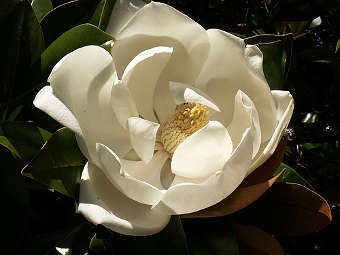 ������ �������� Magnolia grandiflora. ���� ������������ Stuart Yeates � ����� wikipedia.org