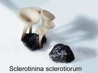 Sclerotinia sclerotiorum. ���� � ����� ucdavis.edu