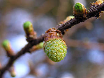 ������������� ������� ����� ����������� ��������. ���� ������������ Yummifruitbat � ����� wikipedia.org 