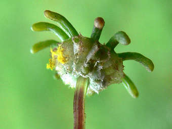 ��������� - ������������� ���������� ����. ���� ������������ Lamiot � ����� wikipedia.org