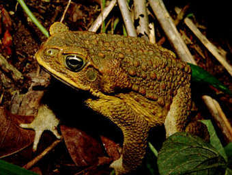 �������� ���� Bufo marinus. ���� � ����� columbia.edu