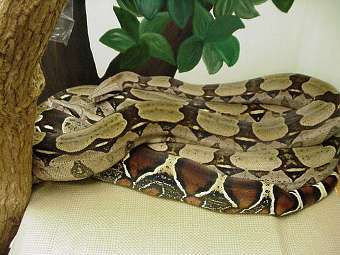���� Boa constrictor. ���� � ����� bgsu.edu