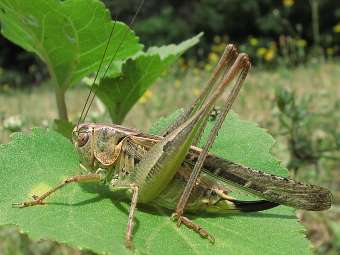 ������� Platycleis affinis. ���� � ����� insecte.org