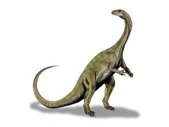 ����������������� ������� ��� ��������� �� ���� Massospondylus. ����������� ������������ Nobu Tamura  � ����� wikipedia.org