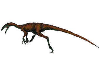 �������� Coelurus fragilis �� ������ ������������. ����������� ������������ FunkMonk � ����� wikipedia.org