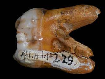 ��� �������� �� ��������� ������. ����������� Max Planck Institute for Evolutionary Anthropology