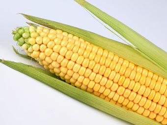 ���� � ����� Photl.com