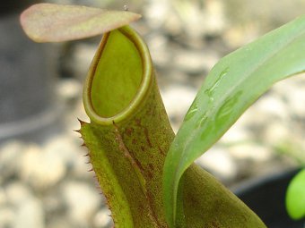    Nepenthes.  Tanaman Buas   wikipedia.org