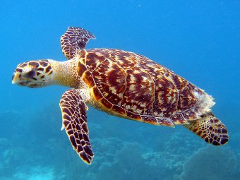 Eretmochelys imbricata.  S. Rogers/USFWS Southeast