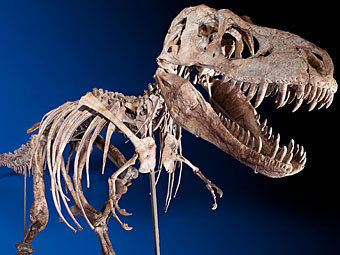 ������ ����������. ���� � ����� ha.com