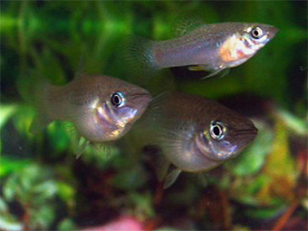    Poecilia mexicana.  David Bierbach/University of Frankfurt